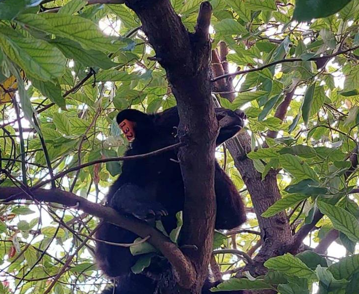 Lanzan en SC campaña de protección a osos