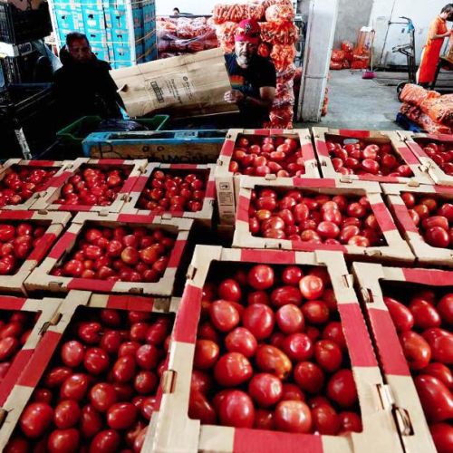 Rechaza México arancel de EU al tomate fresco