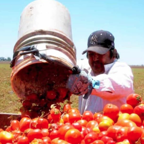 Tomará México medidas por impuesto de aranceles al jitomate