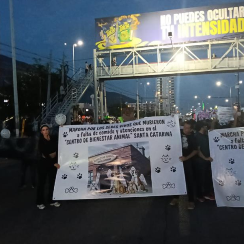 Atribuye Nava a asuntos políticos protesta por los derechos animales
