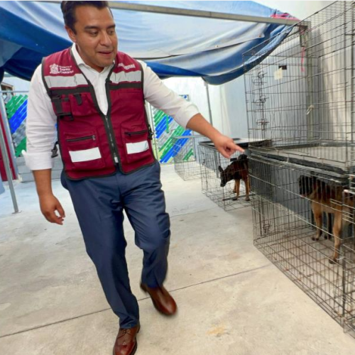 Propone Nava mano dura por el maltrato de animales