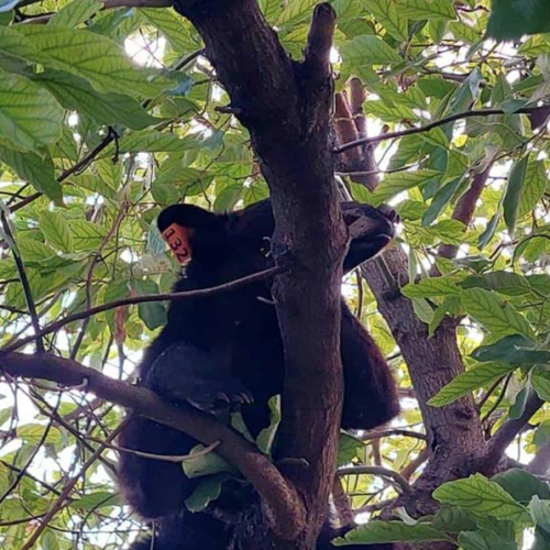 Lanzan en SC campaña de protección a osos